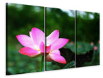 Leinwandbild 3-teilig Lotus in der Natur