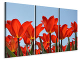 Leinwandbild 3-teilig Rote Tulpen XL