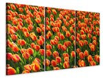 Leinwandbild 3-teilig Tulpenfeld in orange