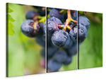 Leinwandbild 3-teilig Weintrauben
