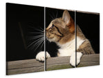 Leinwandbild 3-teilig XL Katze