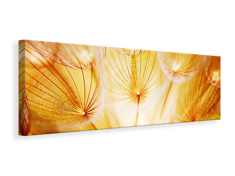 Leinwandbild Panorama Close Up Pusteblume im Licht
