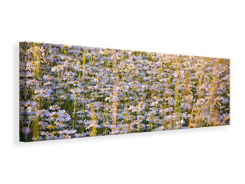 Leinwandbild Panorama Ein Feld voll Kamille