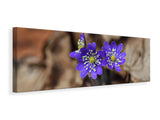 Leinwandbild Panorama Wildblumen