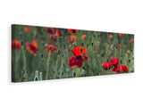 Leinwandbild Panorama Wilder Mohn